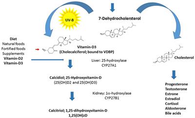Frontiers | Vitamin-D Deficiency As a Potential Environmental Risk 